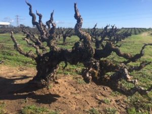 An old Carignan vine on the Evangelho Ranch in Oakley