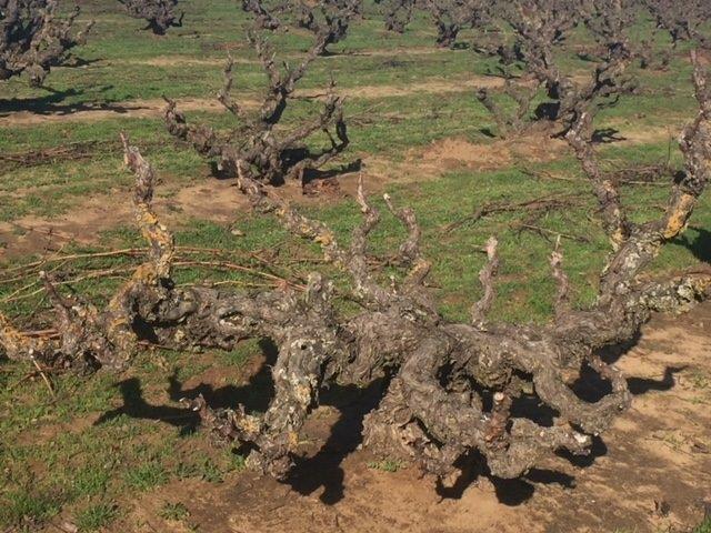 Old Mourvedre vine dormant Evangelho Vineyard