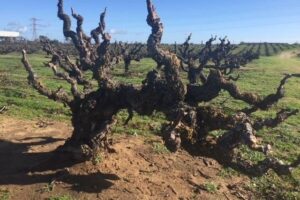 Neyers Vineyards and Carignan